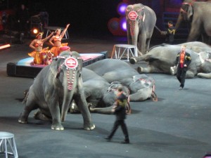 Elephant Show (It was kinda sad for me)