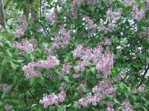 Lilac Tree in the backyard
