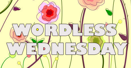 Wordless Wednesday