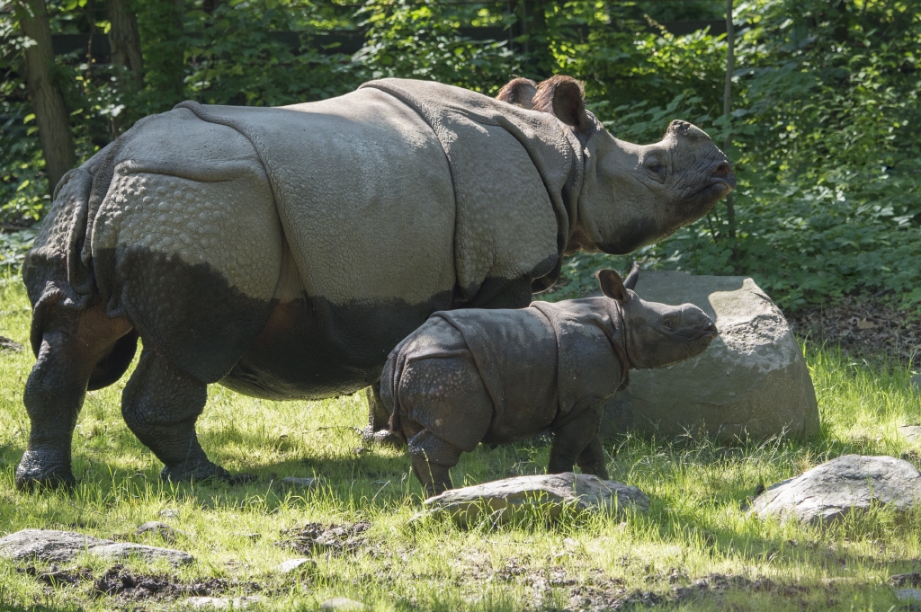 Bronx Zoo Indian Rhino and baby 2