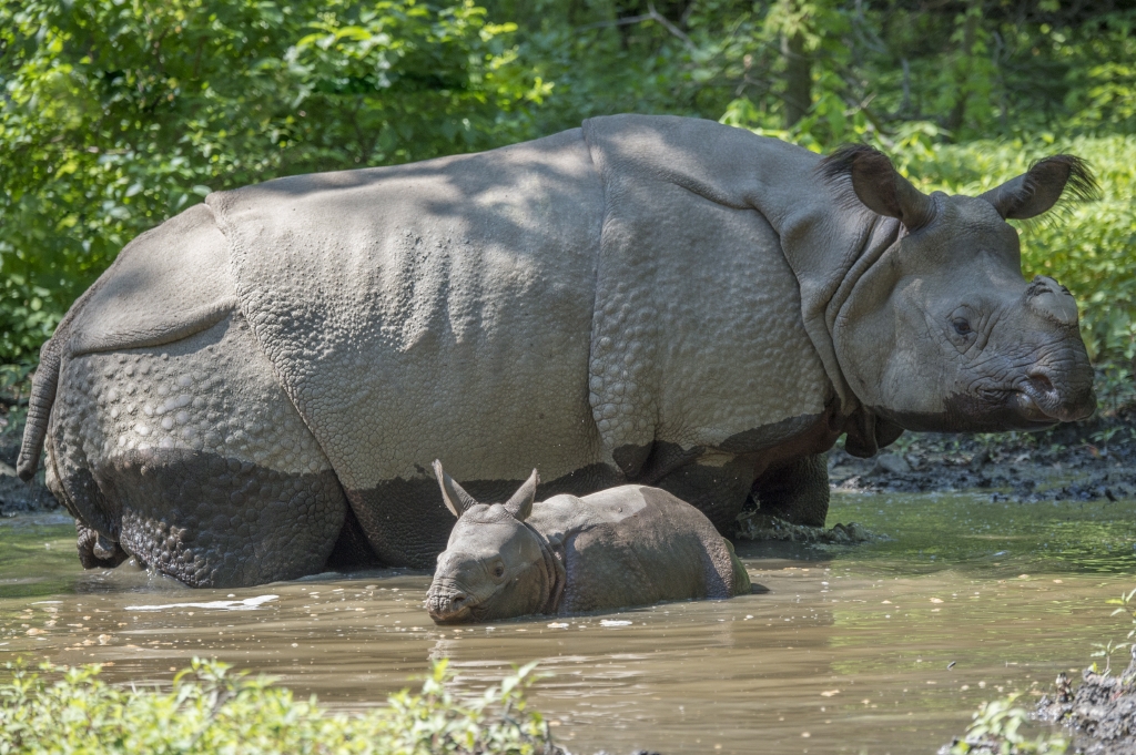 Bronx Zoo Indian Rhino and baby