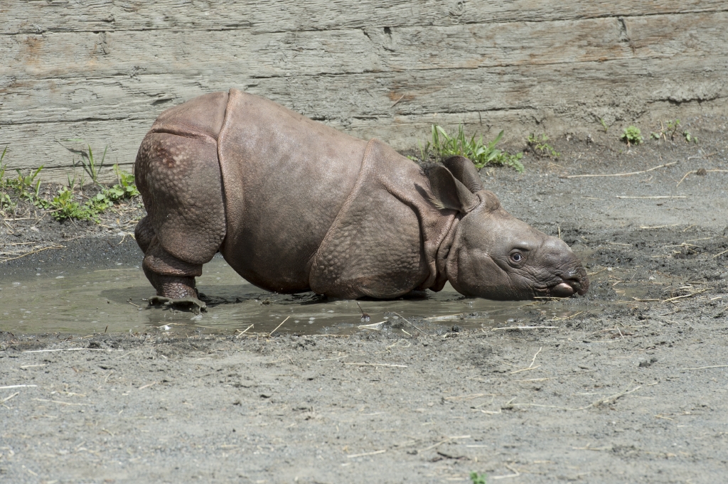 Indian Rhino baby