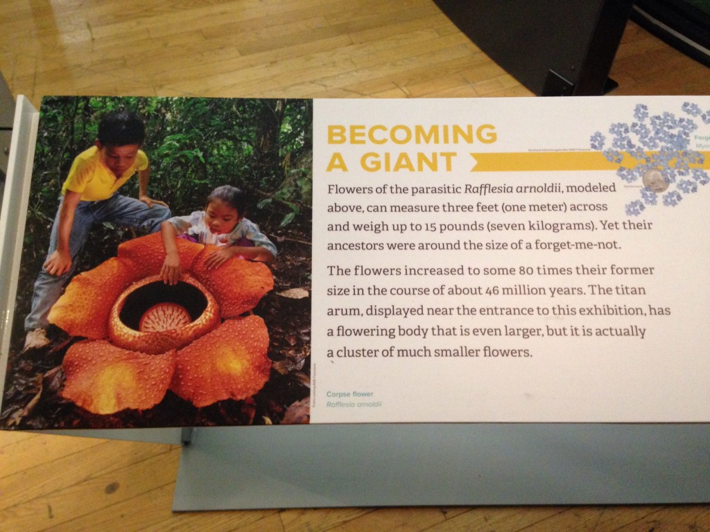 Giant Flower at AMNH